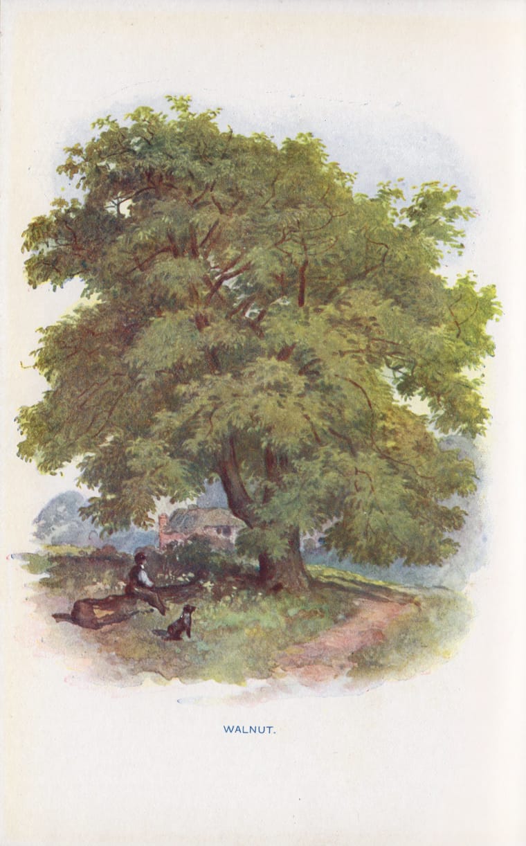 Familiar Trees By G. S. Boulger