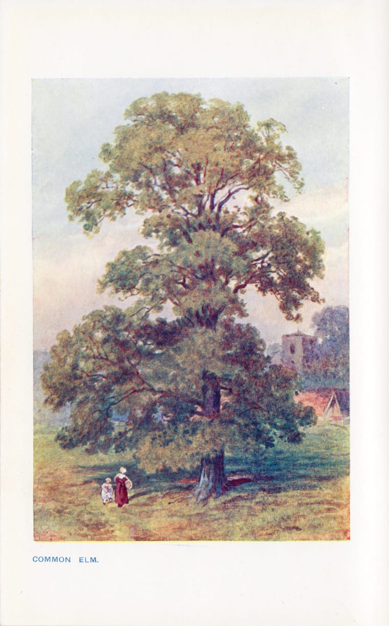 Familiar Trees By G. S. Boulger