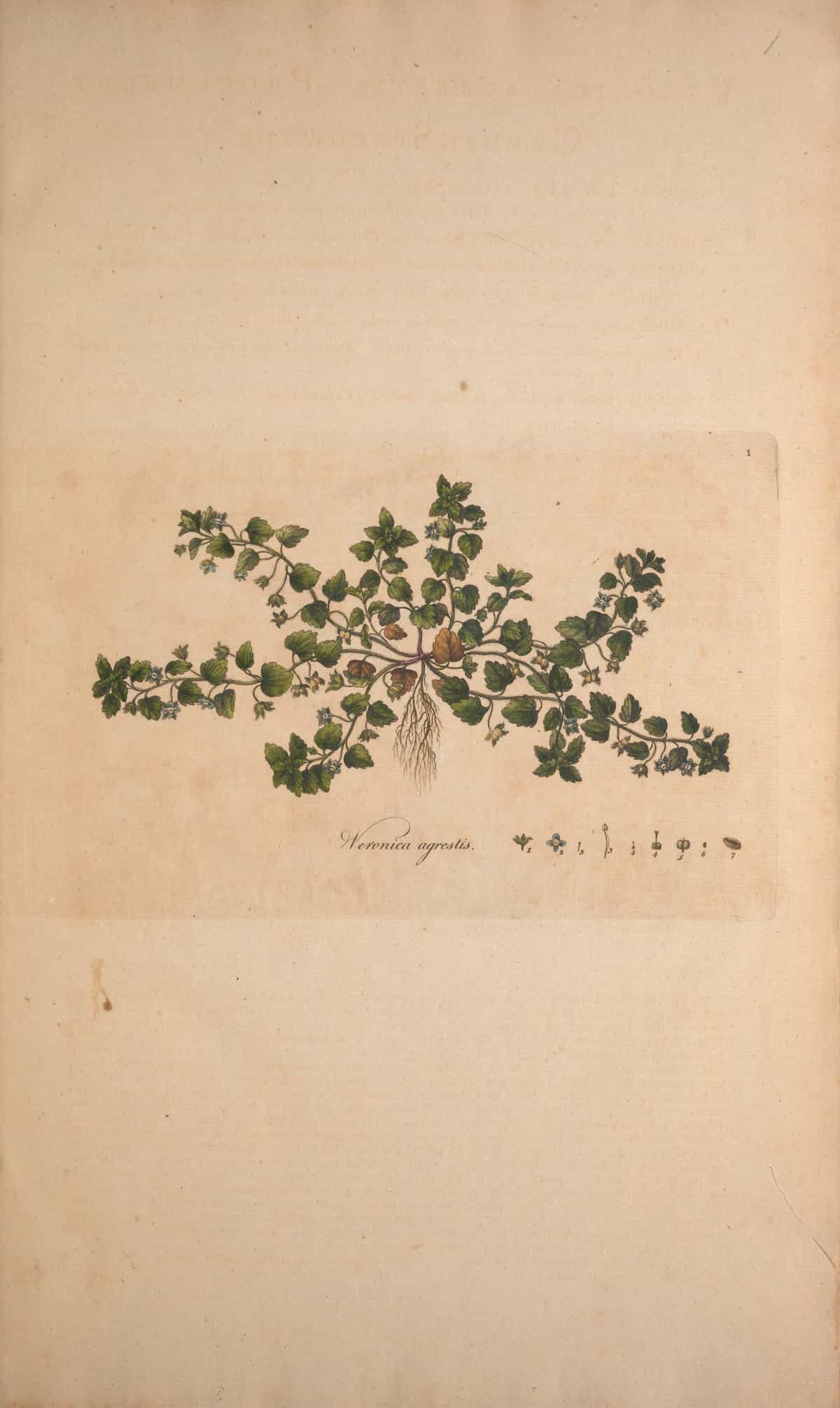 Familiar Trees By G. S. Boulger